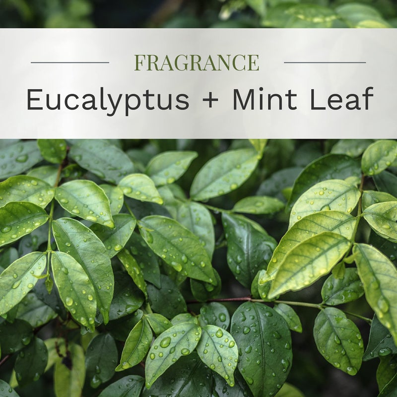 CANDLE-LITE Essential Elements by Candle-lite Scented Candles Eucalyptus & Mint Leaf Fragrance, One 9 oz. Single-Wick Aromatherapy Candle with 50 Hours of Burn Time, Off-White Color - Image 2